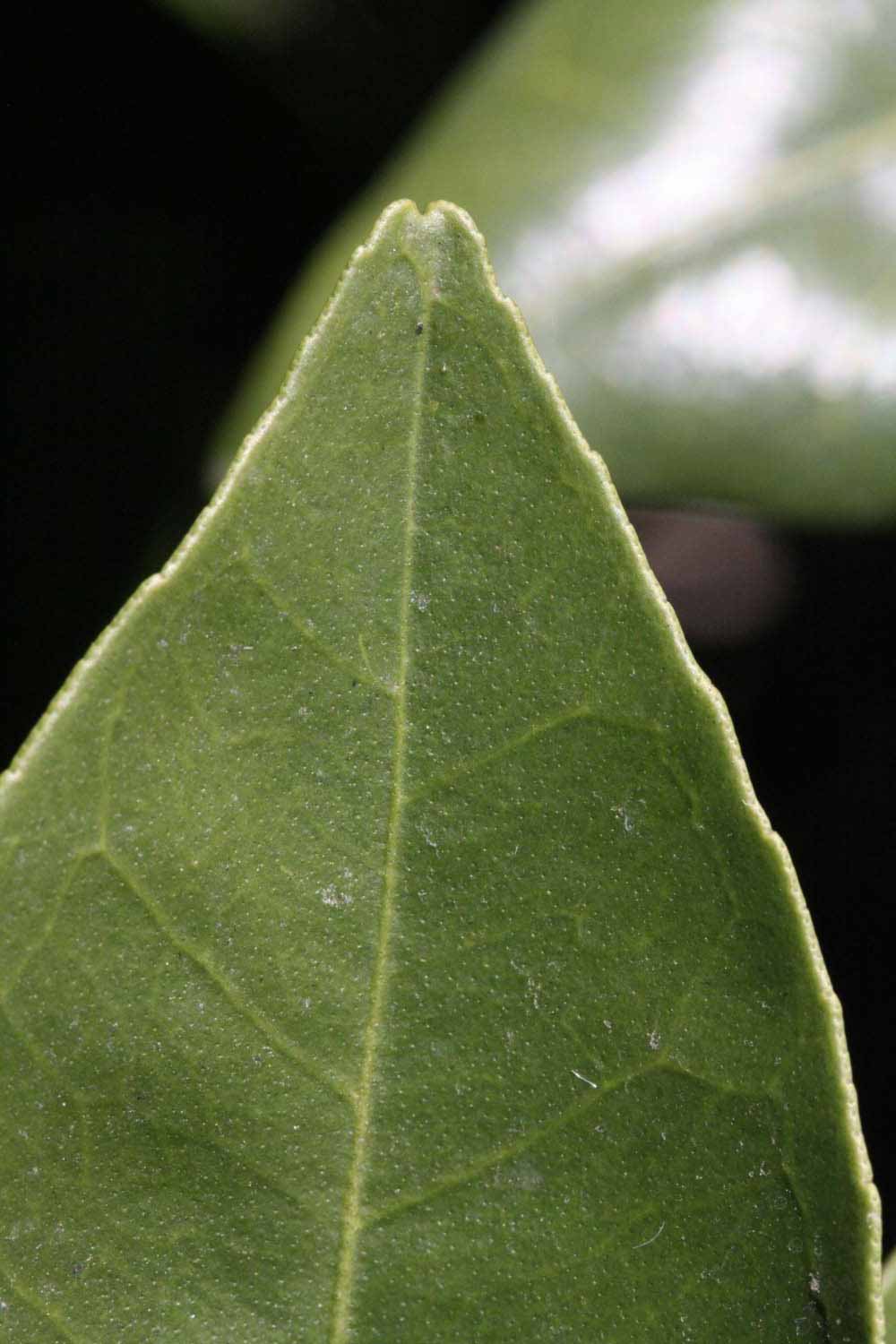              Margin (Riverside, CA)       